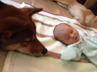 Illustration de l'article : 16 photos attendrissantes de chiens qui se montrent tendres avec des nouveau-nés