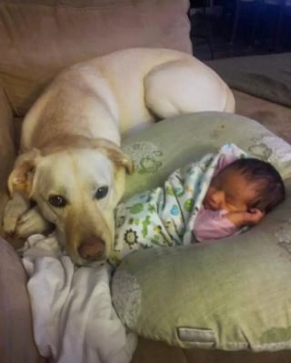 Illustration de l'article : 16 photos attendrissantes de chiens qui se montrent tendres avec des nouveau-nés