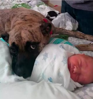 Illustration de l'article : 16 photos attendrissantes de chiens qui se montrent tendres avec des nouveau-nés