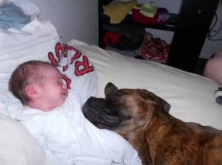 Illustration de l'article : 16 photos attendrissantes de chiens qui se montrent tendres avec des nouveau-nés