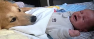 Illustration de l'article : 16 photos attendrissantes de chiens qui se montrent tendres avec des nouveau-nés