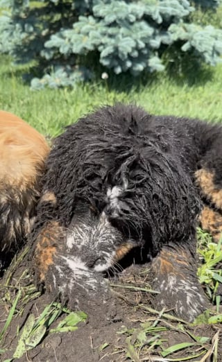 Illustration de l'article : Un chiot adorable s'amuse à imiter sa grande soeur qui lui apprend l'art de creuser la terre (vidéo)
