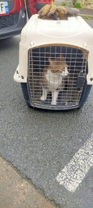 Illustration de l'article : Coincée dans un moteur de voiture, cette chatte a poussé des miaulements désespérés dans l’espoir qu’une âme charitable vienne la sauver