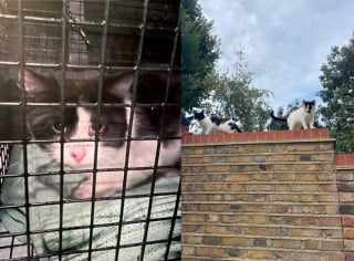Illustration de l'article : Sauvé après avoir erré pendant des années dans la rue, ce chat décide enfin d’accorder sa confiance à un humain