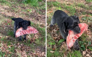 Illustration de l'article : 19 chiens et chats qui n'ont pas résisté à la tentation de mettre la patte sur la nourriture de leurs humains