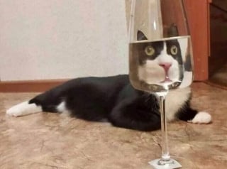 Illustration de l'article : 20 chats pris en photo dans des situations insolites, entre tendresse et embarras