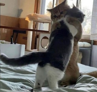 Illustration de l'article : 20 chats pris en photo dans des situations insolites, entre tendresse et embarras