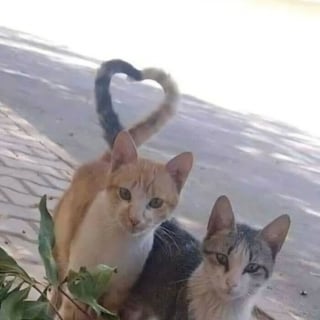 Illustration de l'article : 20 chats pris en photo dans des situations insolites, entre tendresse et embarras