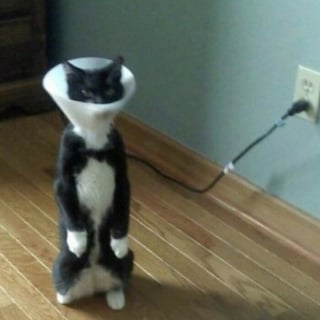 Illustration de l'article : 20 chats pris en photo dans des situations insolites, entre tendresse et embarras