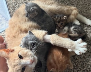 Illustration de l'article : Une chatte ayant perdu ses petits à la naissance retrouve le sourire en se voyant confier les chatons d’une autre jeune maman