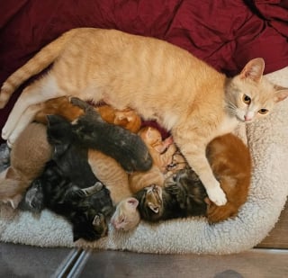 Illustration de l'article : Une chatte ayant perdu ses petits à la naissance retrouve le sourire en se voyant confier les chatons d’une autre jeune maman