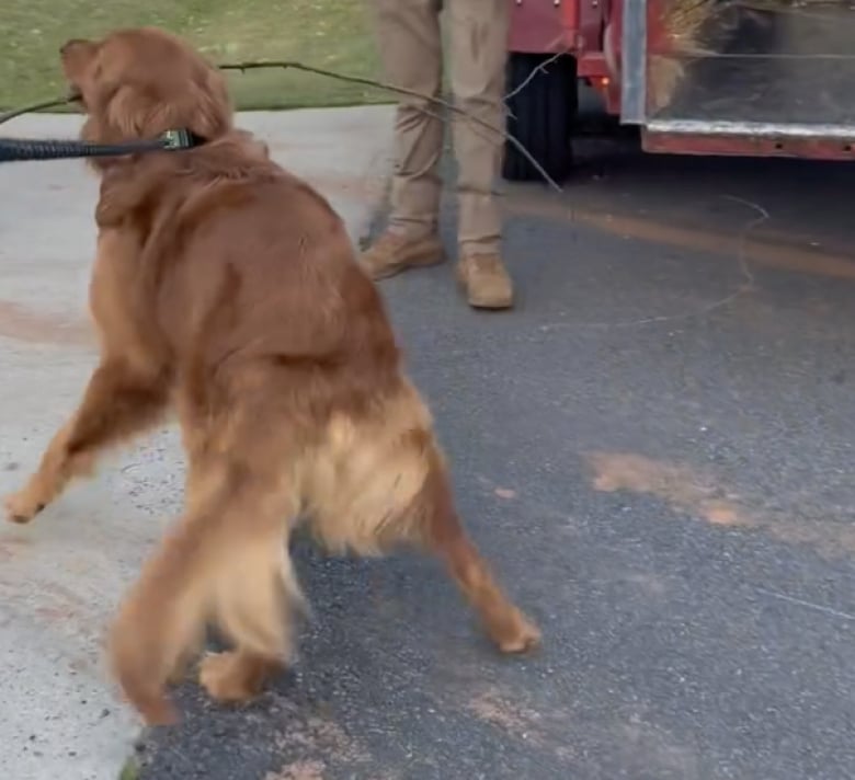 Illustration de l'article : Ce Golden Retriever répand sa bonne humeur au sein d’une équipe d’élagage d’arbres à qui il est venu apporter son aide à sa façon (vidéo)