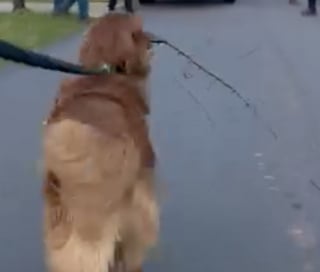 Illustration de l'article : Un Golden Retriever passionné de bâtons se joint à une équipe d’élagage d’arbres et répand sa bonne humeur (vidéo)