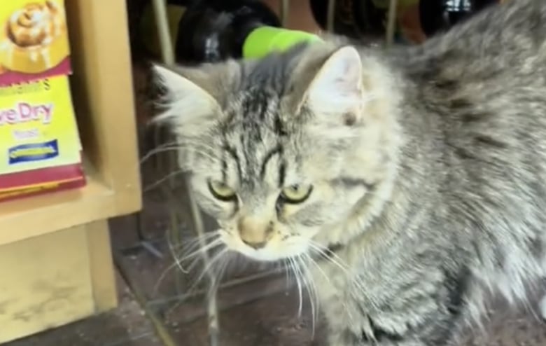 Illustration de l'article : L’adorable coup de foudre entre un chien et un chat vivant dans une épicerie est digne d’une comédie romantique (vidéo)