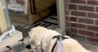 Illustration de l'article : Un simple arrêt à l'épicerie devient le théâtre d’un coup de foudre adorable entre un chien et un chat (vidéo)