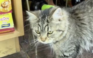 Illustration de l'article : Un simple arrêt à l'épicerie devient le théâtre d’un coup de foudre adorable entre un chien et un chat (vidéo)