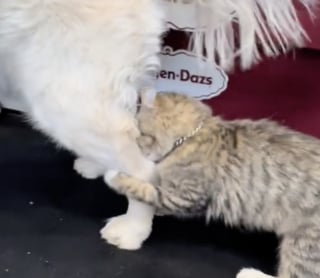 Illustration de l'article : Un simple arrêt à l'épicerie devient le théâtre d’un coup de foudre adorable entre un chien et un chat (vidéo)