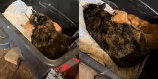 Illustration de l'article : Découvrant dans son garage une maman chat terrifiée et ses 3 petits, une âme bienveillante s'assure qu'ils ne manquent de rien (vidéo)