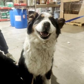 Illustration de l'article : Une institutrice repère une chienne séniore perdue dans les couloirs de l'école et lui trouve l'aide dont elle a besoin