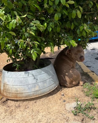 Illustration de l'article : Des bénévoles promenant un chien de refuge en découvrent un autre attaché à un arbre et cherchant désespérément sa famille du regard