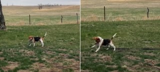 Illustration de l'article : Pour la première fois de sa vie, cette Beagle blessée par balles et abandonnée sur une autoroute se sent suffisamment en sécurité pour jouer (vidéo)