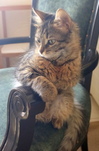 Illustration de l'article : Trouvé juste après un bombardement, ce chaton blessé et sans mère espère commencer une nouvelle vie dans un foyer aimant