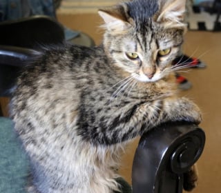 Illustration de l'article : Trouvé juste après un bombardement, ce chaton blessé et sans mère espère commencer une nouvelle vie dans un foyer aimant