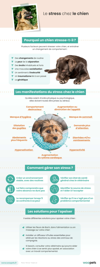 Illustration de l'article : Le stress chez le chien