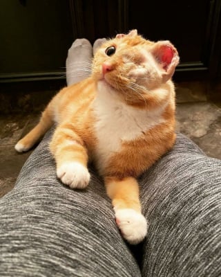 Illustration de l'article : 17 photos montrant que tous les chats méritent d’être aimés