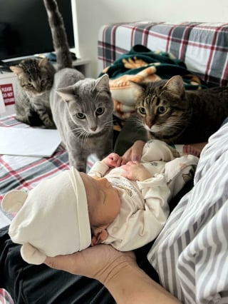 Illustration de l'article : 17 photos montrant que tous les chats méritent d’être aimés