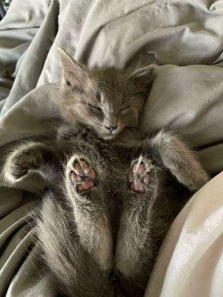 Illustration de l'article : 17 photos montrant que tous les chats méritent d’être aimés