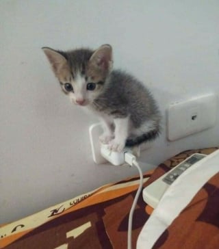 Illustration de l'article : 17 photos montrant que tous les chats méritent d’être aimés
