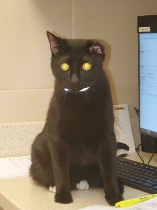 Illustration de l'article : 17 photos montrant que tous les chats méritent d’être aimés