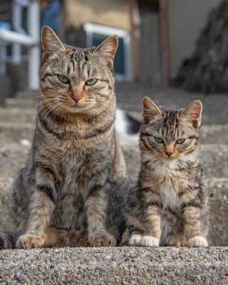 Illustration de l'article : 17 photos montrant que tous les chats méritent d’être aimés