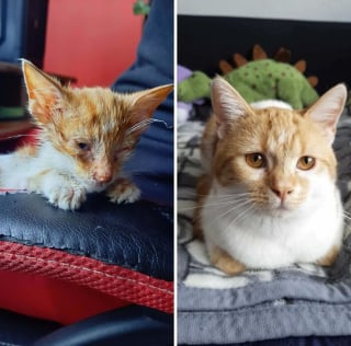 Illustration de l'article : 17 photos montrant que tous les chats méritent d’être aimés