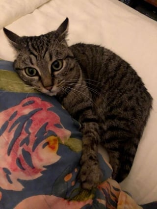 Illustration de l'article : 17 photos montrant que tous les chats méritent d’être aimés