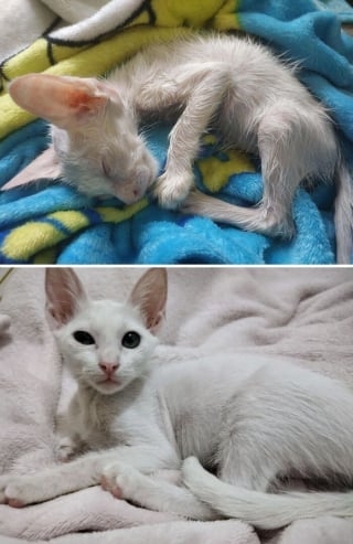 Illustration de l'article : 17 photos montrant que tous les chats méritent d’être aimés