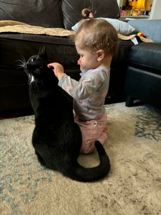 Illustration de l'article : 17 photos montrant que tous les chats méritent d’être aimés