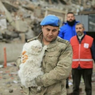 Illustration de l'article : 17 photos montrant que tous les chats méritent d’être aimés