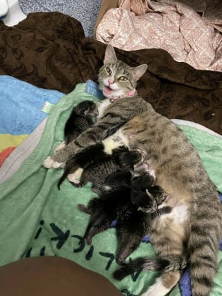 Illustration de l'article : 17 photos montrant que tous les chats méritent d’être aimés