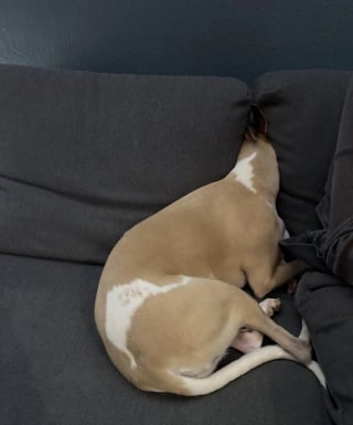 Illustration de l'article : 12 chats et chiens qui sont de grands spécialistes des pitreries