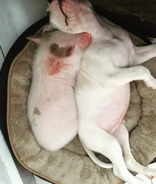 Illustration de l'article : 12 chats et chiens qui sont de grands spécialistes des pitreries