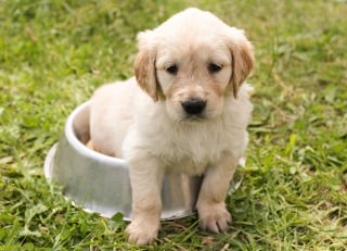 Illustration de l'article : 8 raisons qui peuvent expliquer la perte d'appétit de votre chien