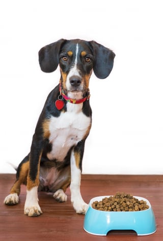 Illustration de l'article : 8 raisons qui peuvent expliquer la perte d'appétit de votre chien