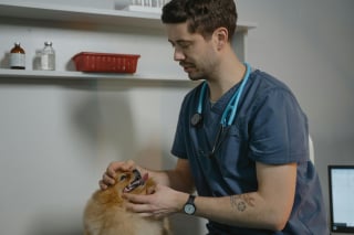 Illustration de l'article : 8 raisons qui peuvent expliquer la perte d'appétit de votre chien