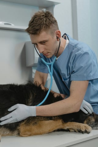 Illustration de l'article : 8 raisons qui peuvent expliquer la perte d'appétit de votre chien