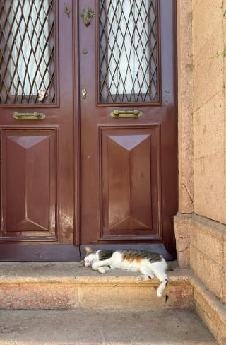 Illustration de l'article : 10 indices prouvant que les portes fermées sont de véritables défis pour les chats 