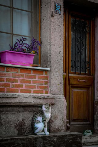 Illustration de l'article : 10 indices prouvant que les portes fermées sont de véritables défis pour les chats 