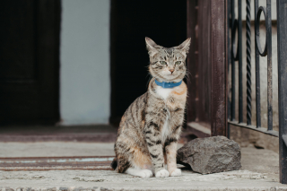 Illustration de l'article : 10 indices prouvant que les portes fermées sont de véritables défis pour les chats 
