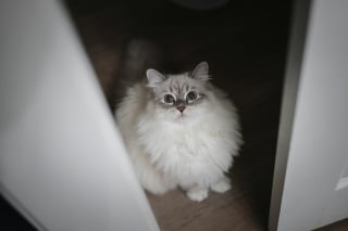 Illustration de l'article : 10 indices prouvant que les portes fermées sont de véritables défis pour les chats 